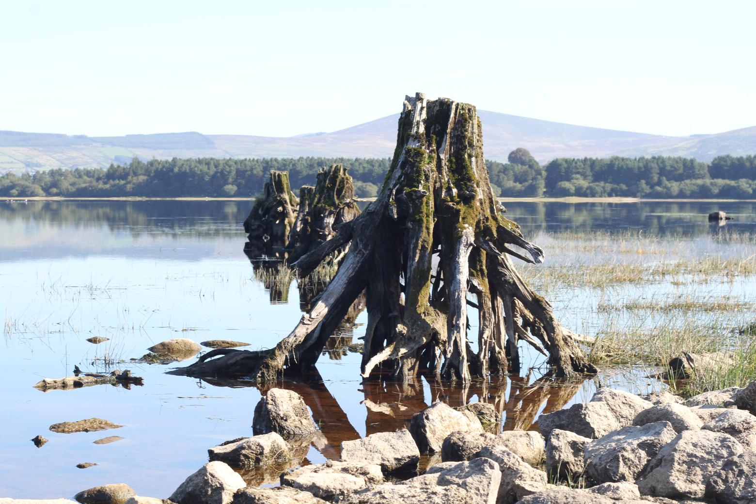 A photograph of a lake shore with three tree stumps in a line, each with its roots exposed from years of erosion